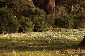 A serene nature scene featuring a forest area with dense green shrubbery and a large tree trunk. The foreground is covered with a field of small white flowers and some scattered purple blooms. Sunlight filters through the trees, creating a calm and peaceful atmosphere.