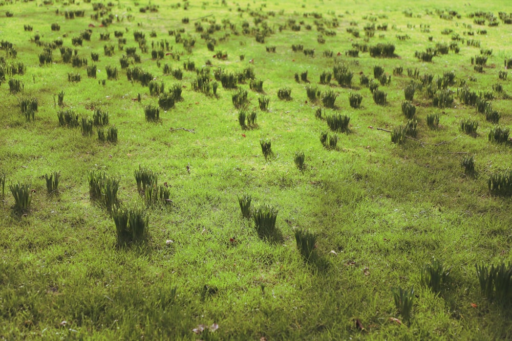 a large field of green grass with lots of small plants