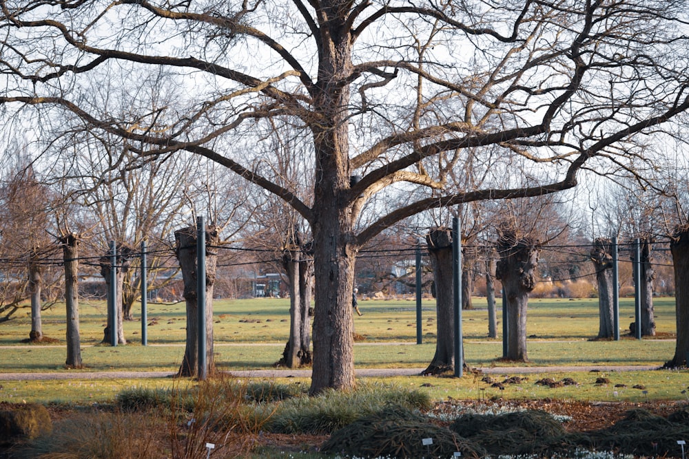 a tree in a park surrounded by many tall trees