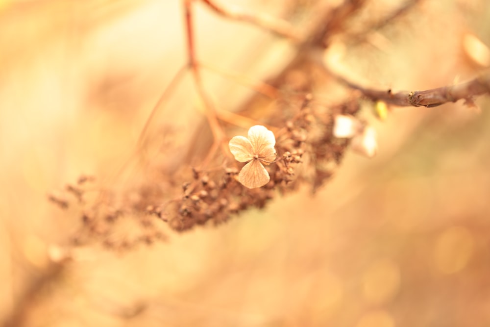 a close up of a branch with flowers on it