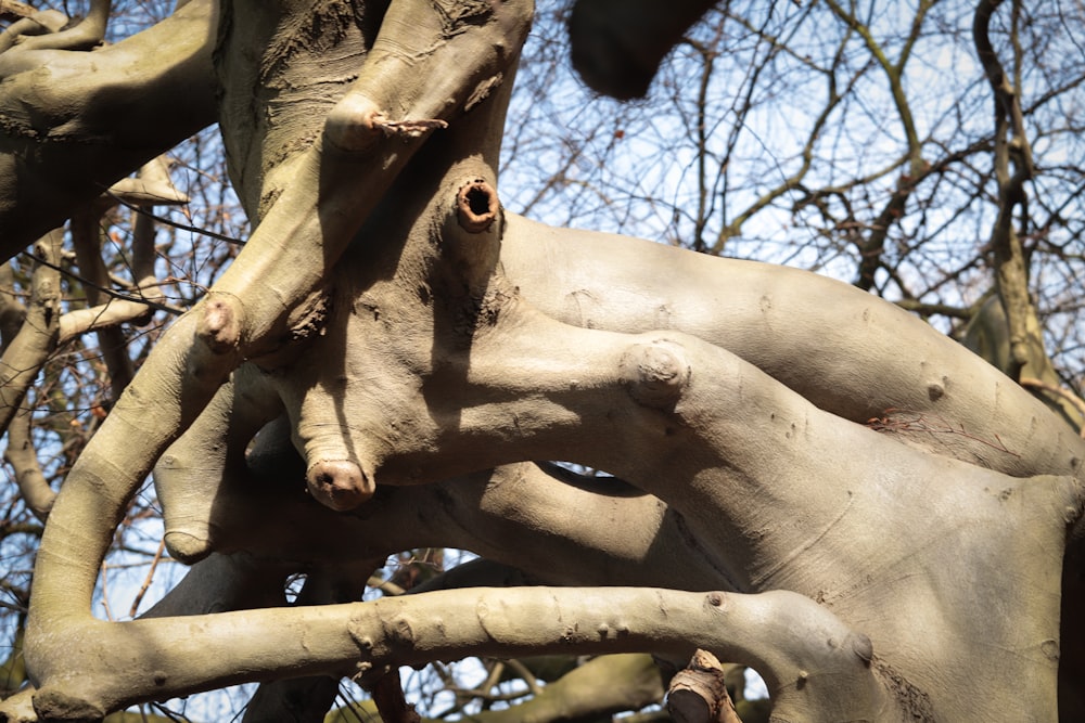 a close up of a tree branch with a sky background