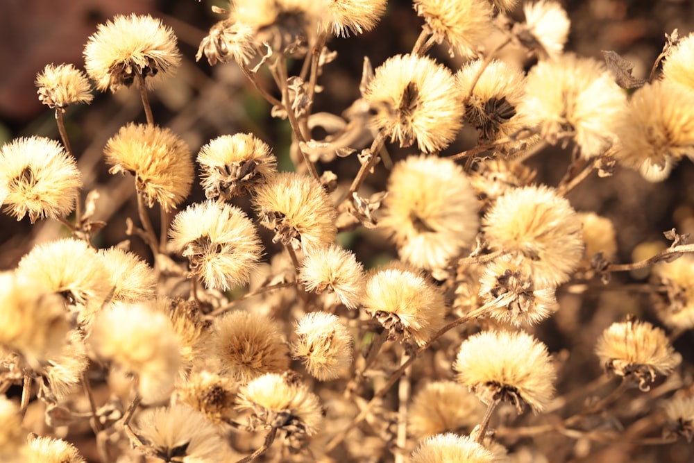 a close up of a bunch of flowers