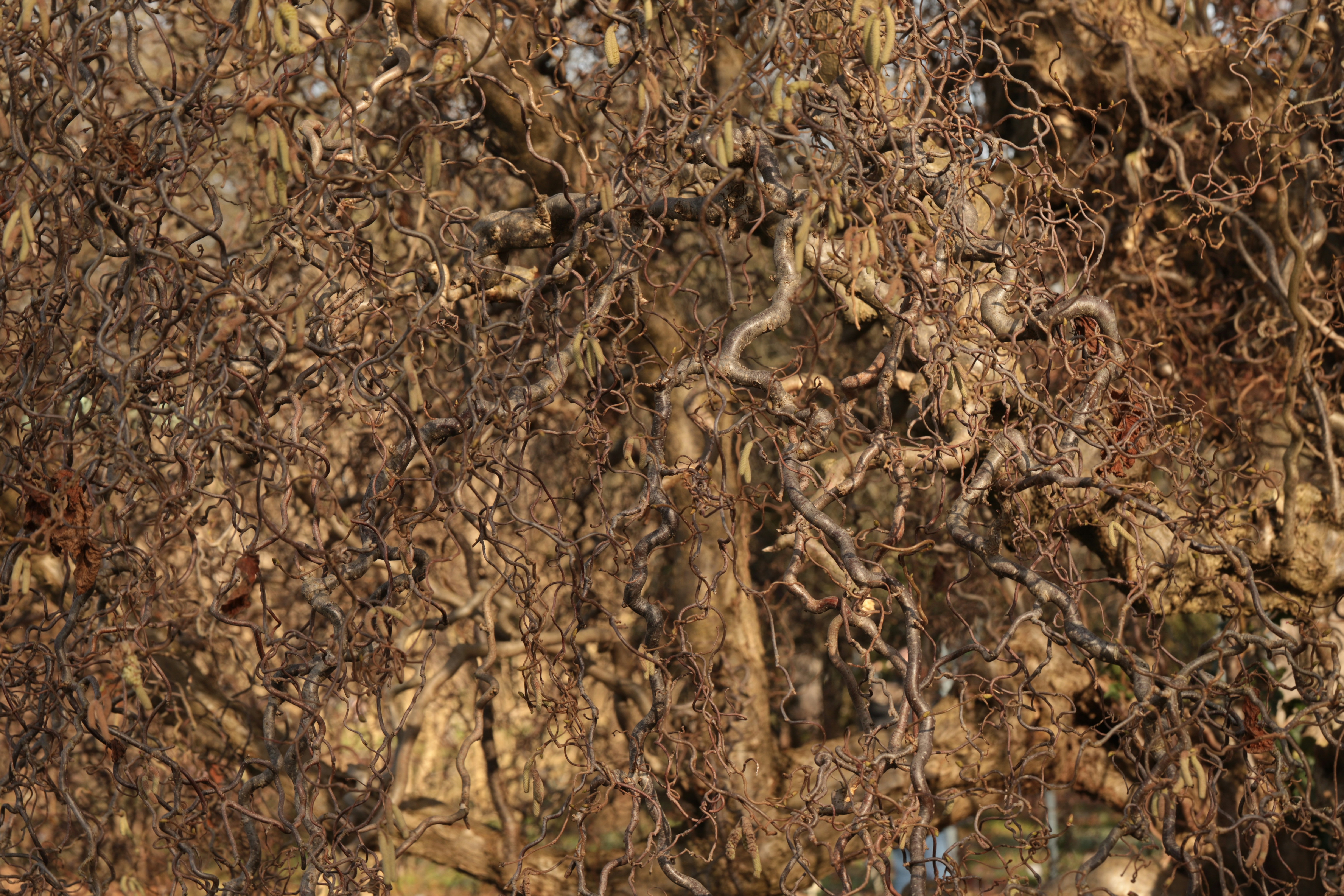 Roots Affected by Rot