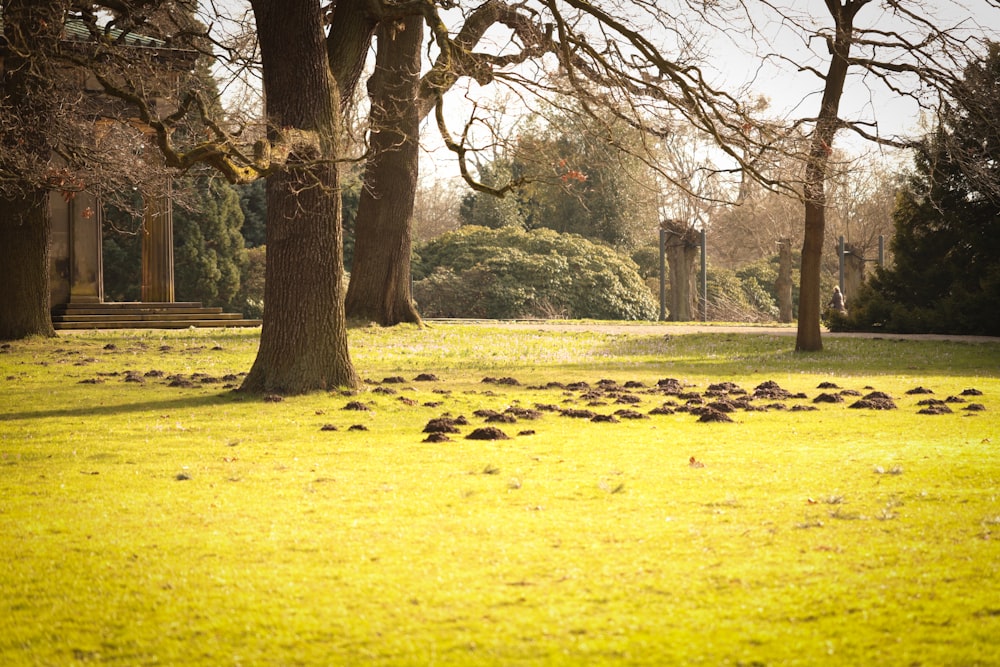 a grassy area with trees and a bench in the background