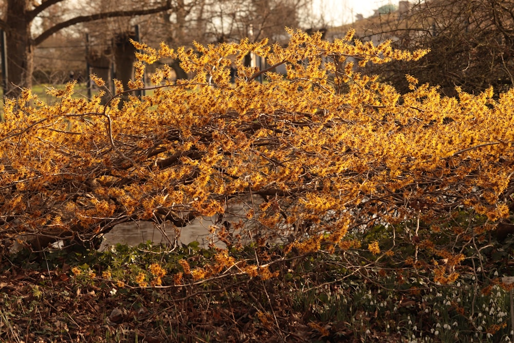 a bush with yellow flowers in a park