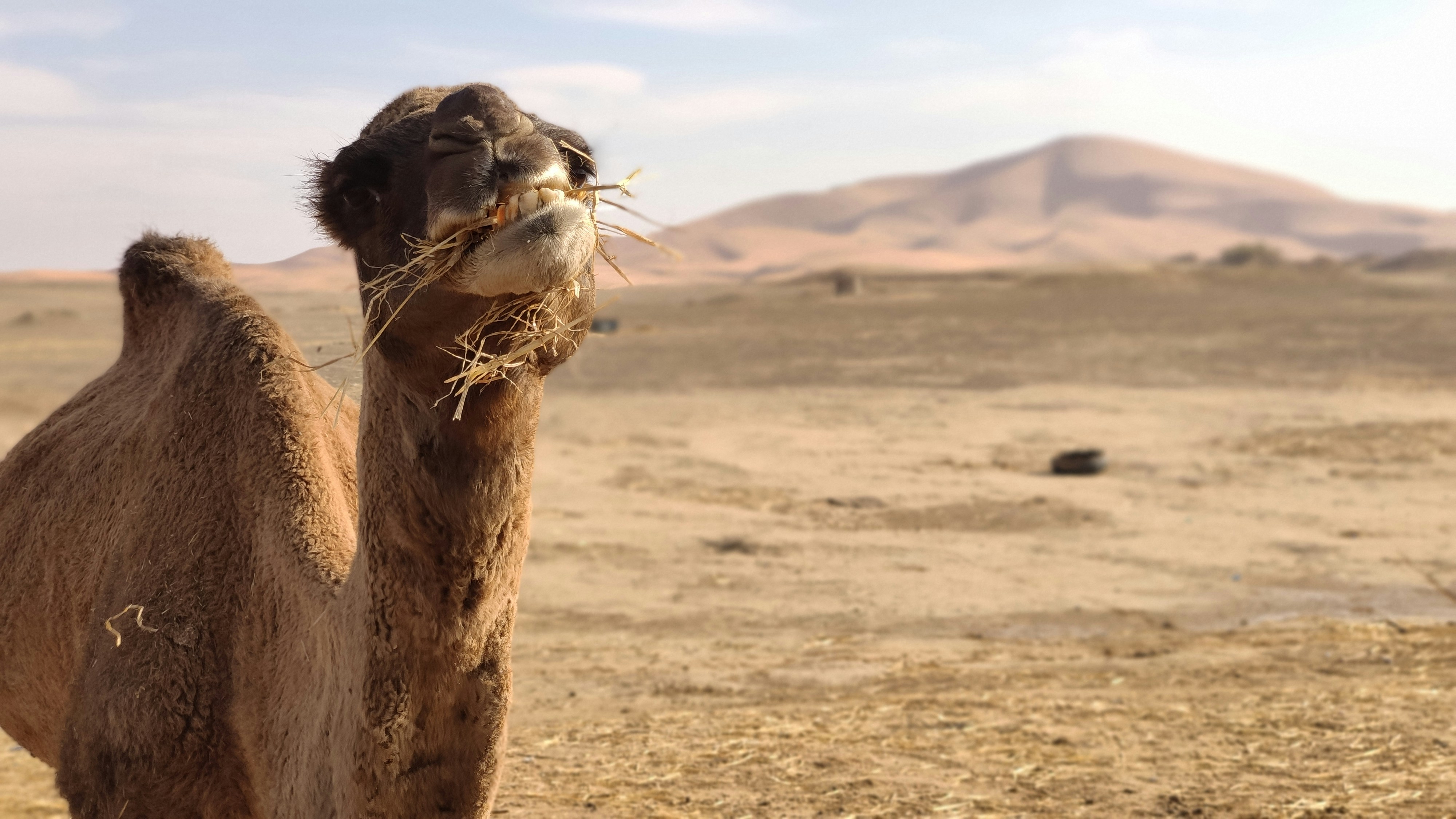 a camel eating hay in the desert with mountains in the background