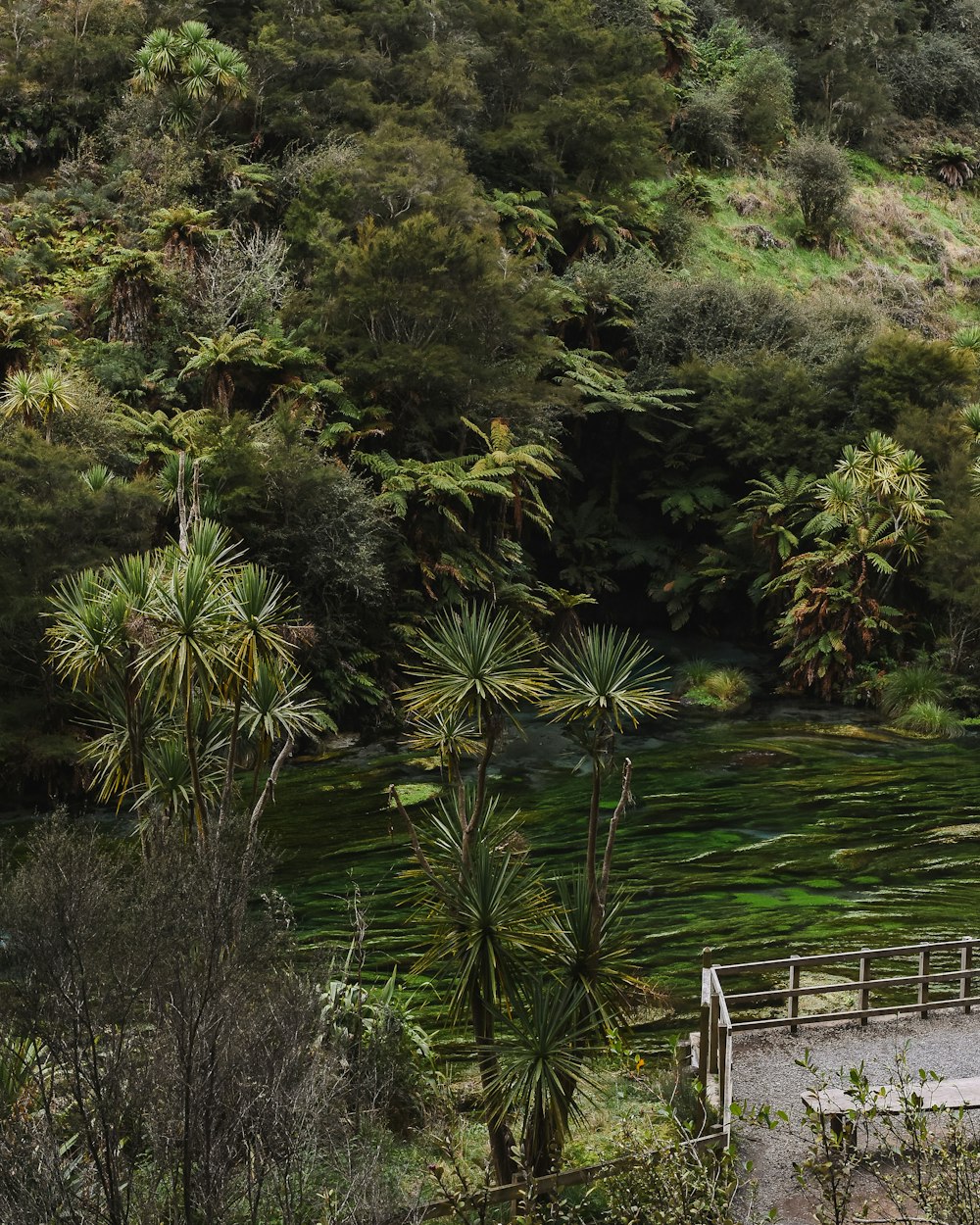 Un par de elefantes de pie junto a un exuberante bosque verde