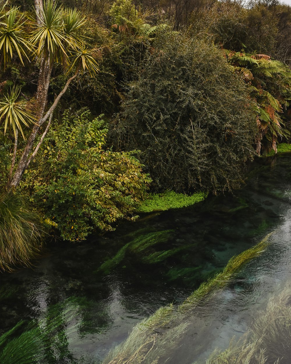 a river running through a lush green forest