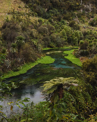 A lush tropical rainforest with a clear river flowing through, symbolizing conservation and natural beauty.