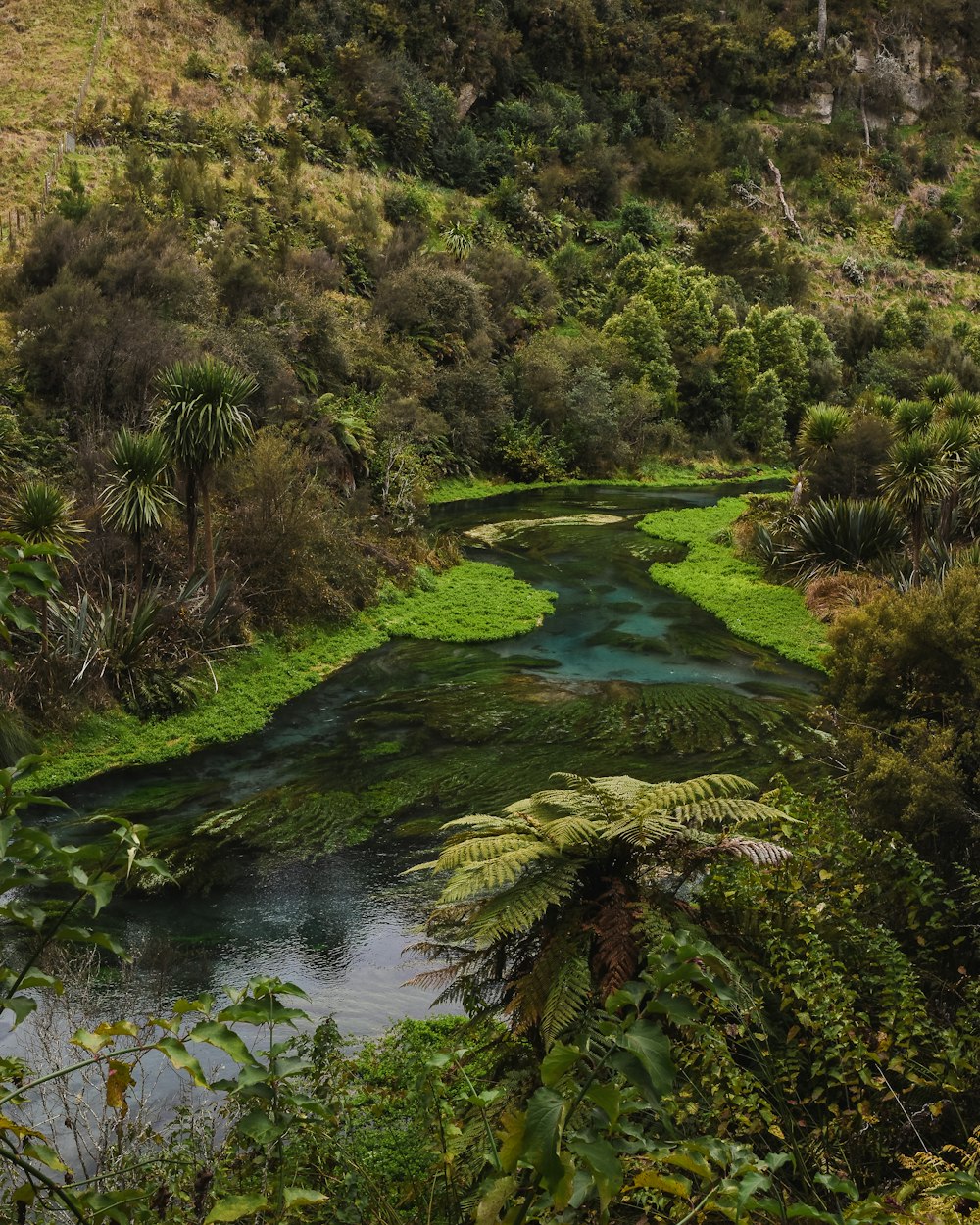 a river running through a lush green forest