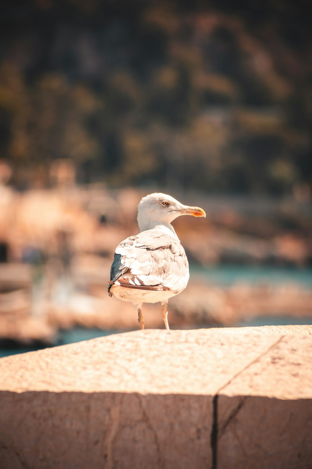 a seagull standing on a ledge near a body of water