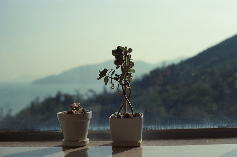 a couple of potted plants sitting on top of a window sill