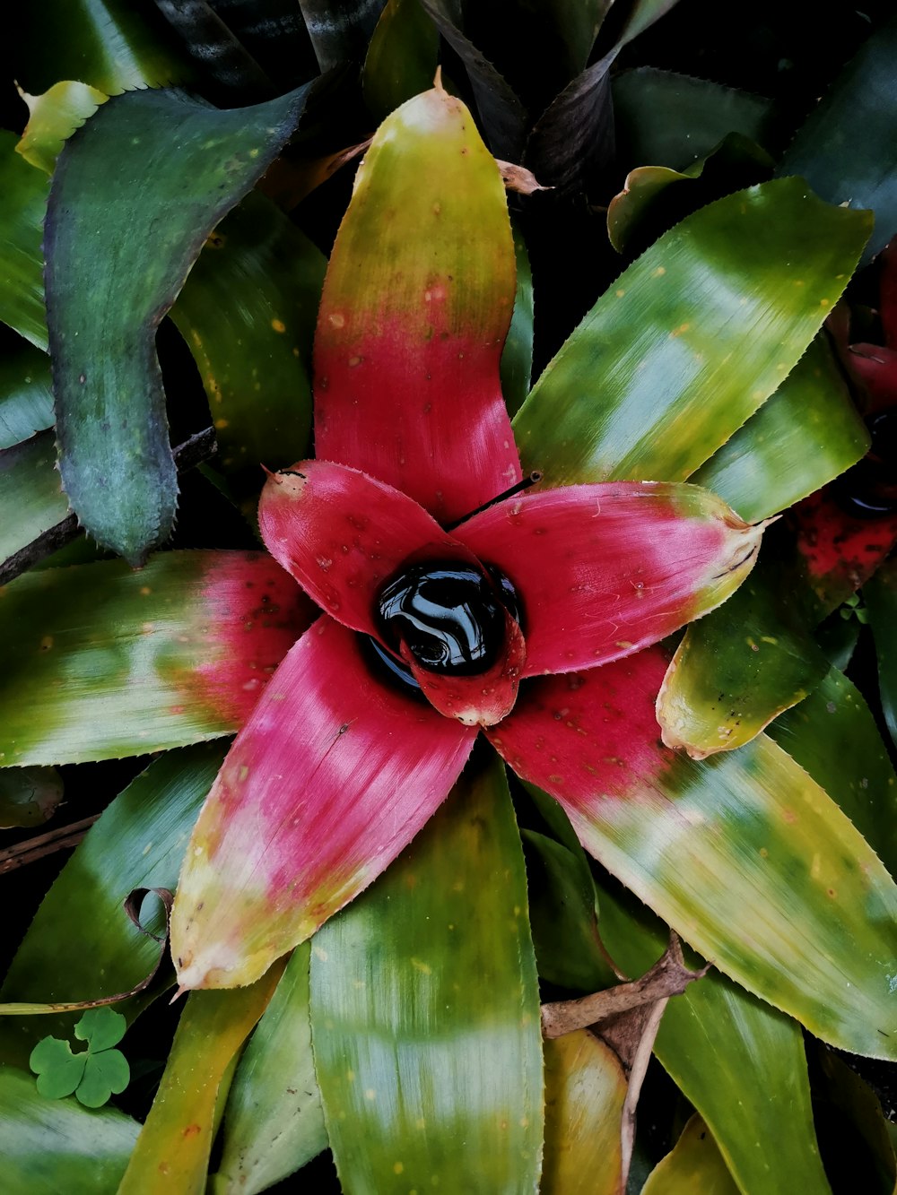 a red flower with a black center surrounded by green leaves