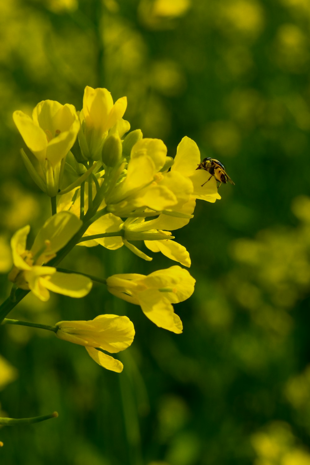 a yellow flower with a bee on it