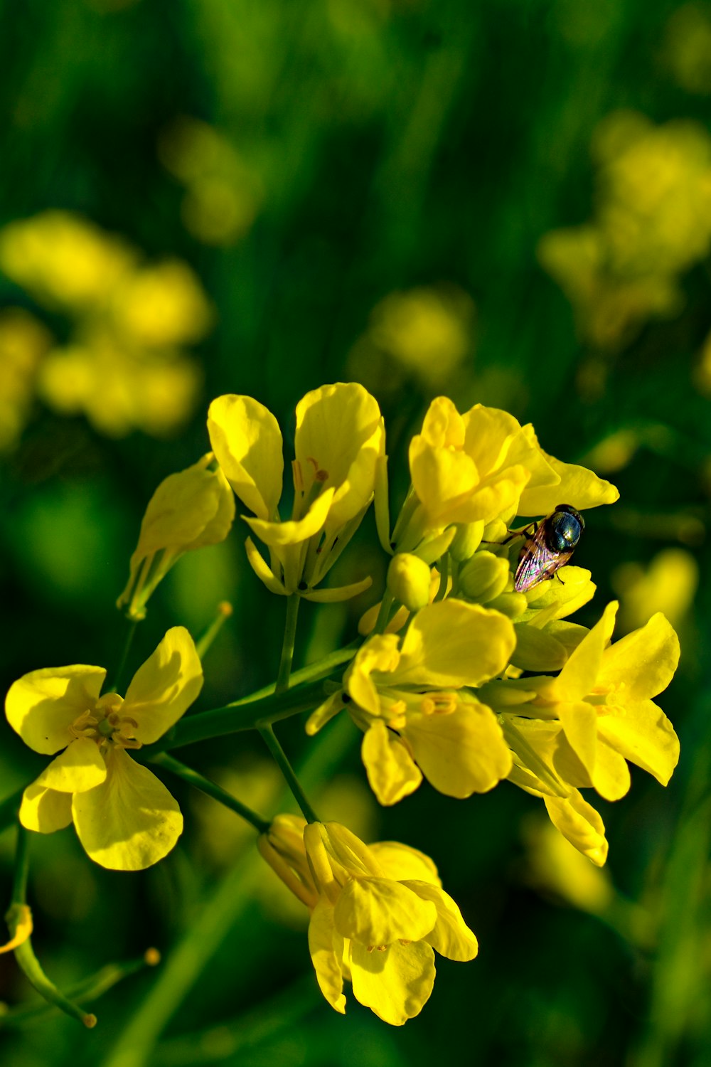 a bee is sitting on a yellow flower