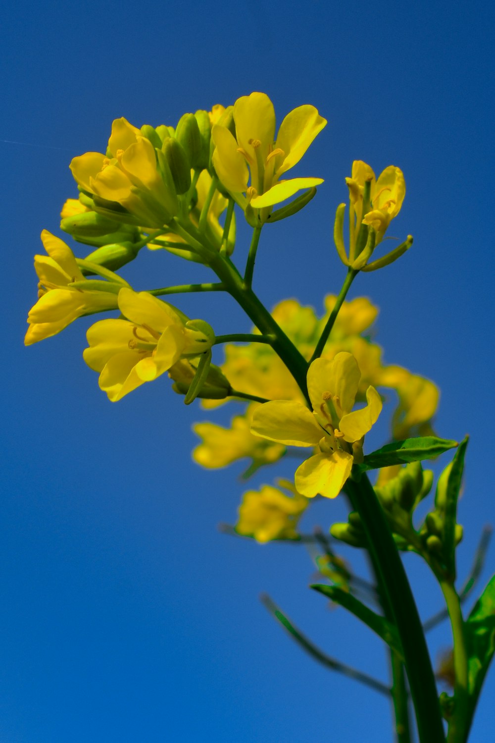 a close up of a yellow flower with a blue sky in the background