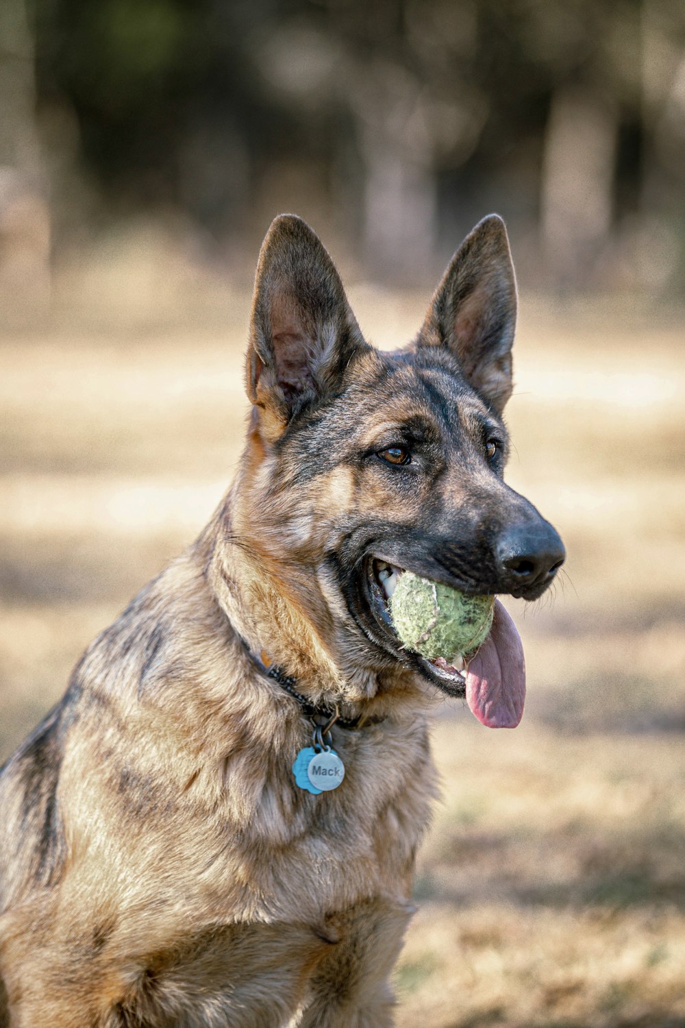 un chien avec une balle de tennis dans la gueule