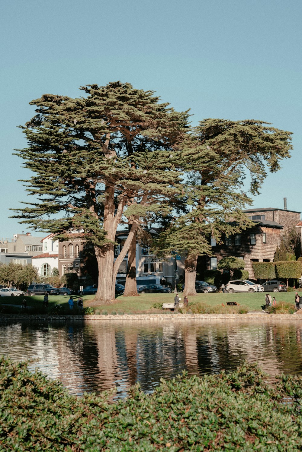 a large tree next to a body of water