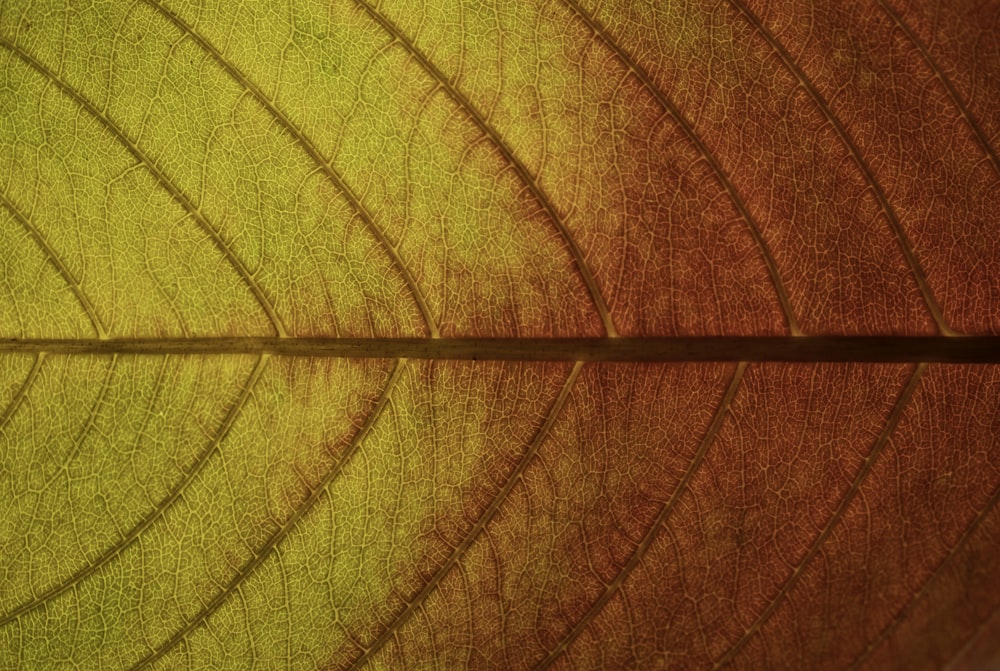 a close up view of a leaf's structure