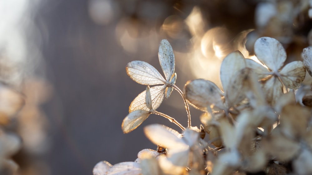 a close up of a plant with white flowers