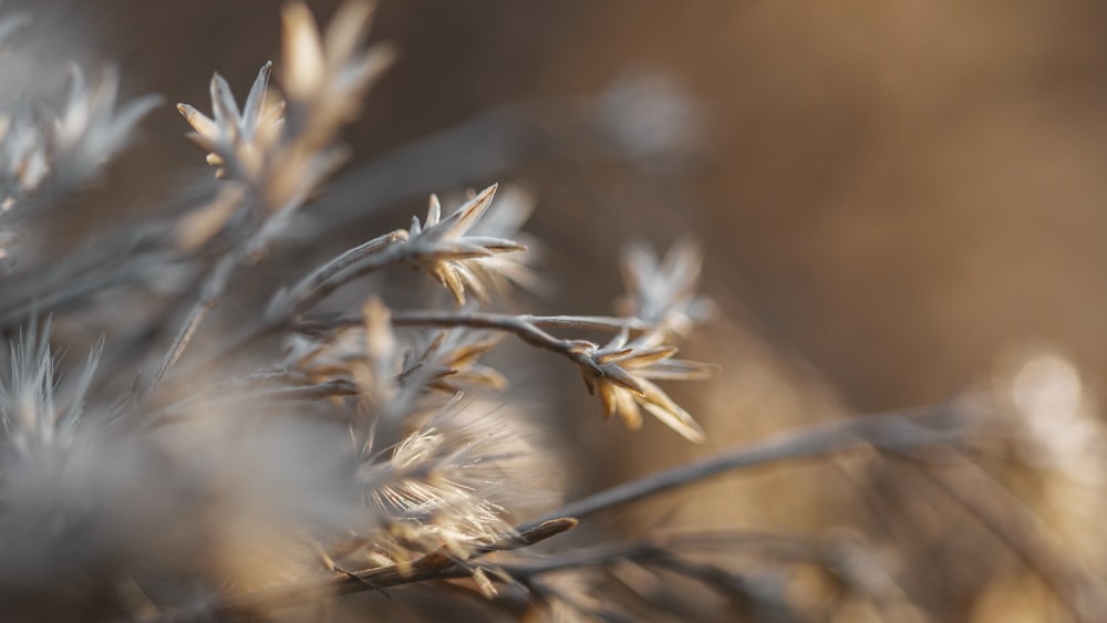 a close up of a plant with lots of leaves