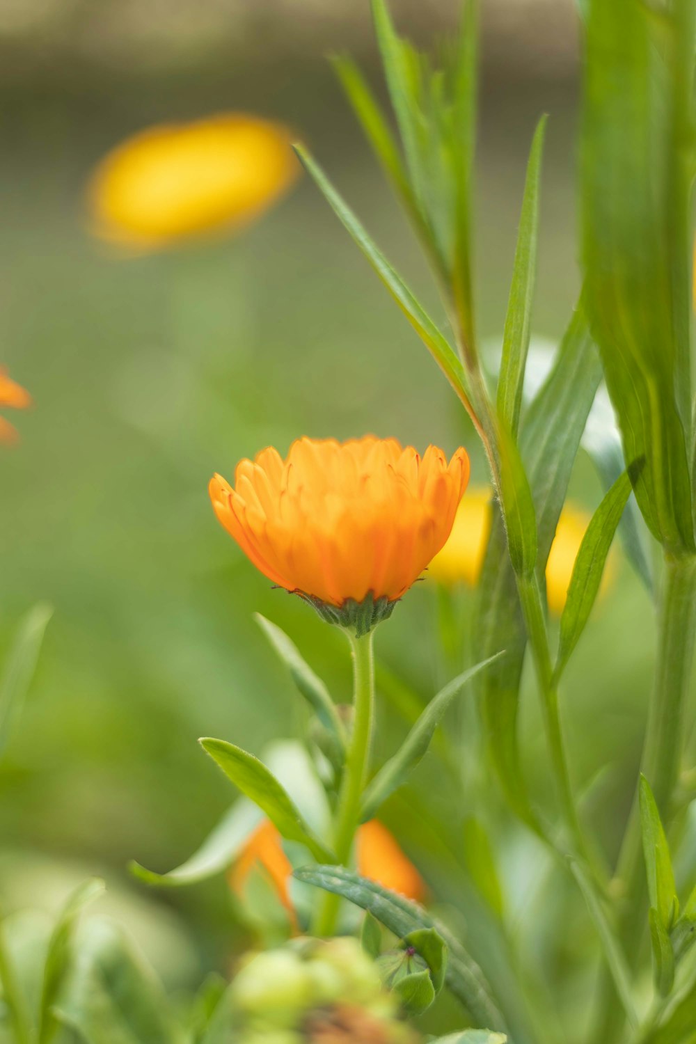 野原のオレンジ色の花の接写