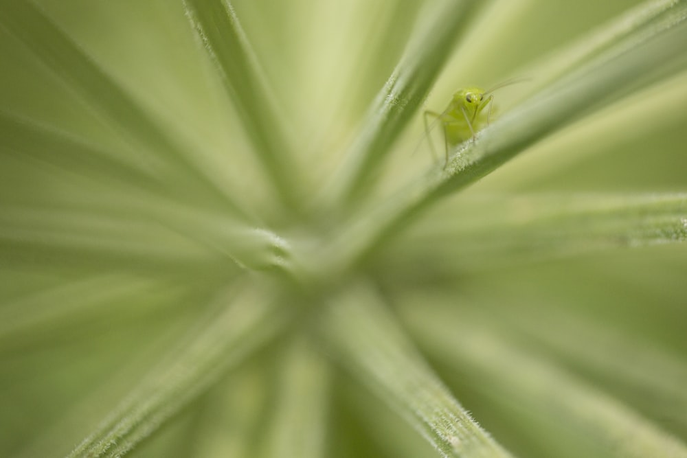 a close up of a green plant with a bug on it
