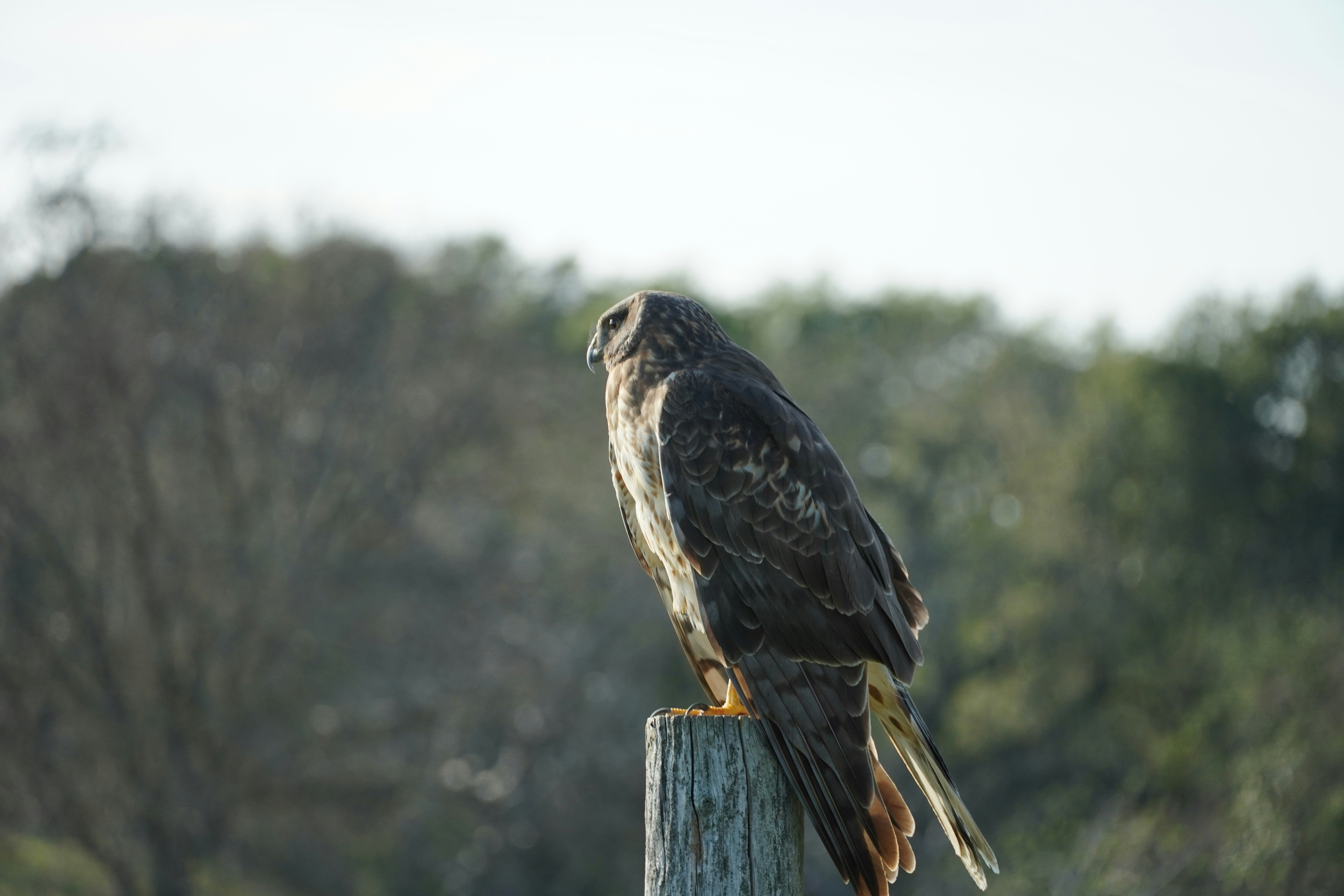 Photo by chapelbeach