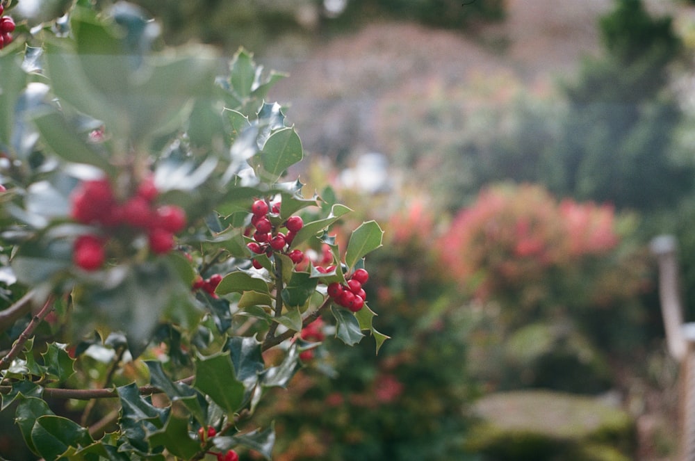 a bush with red berries and green leaves