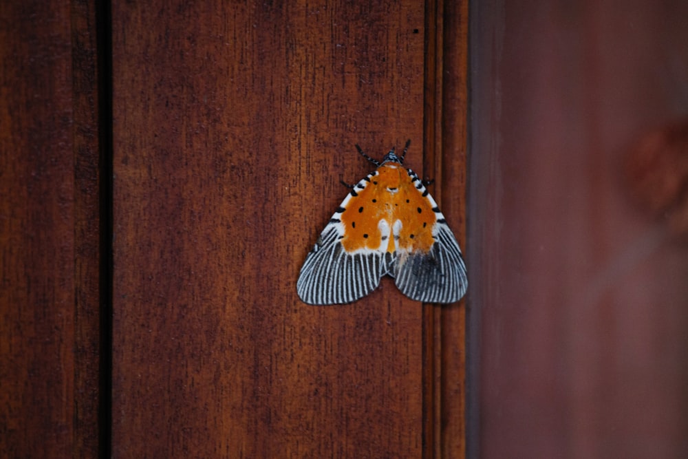 木製のドアの上の蛾のクローズアップ
