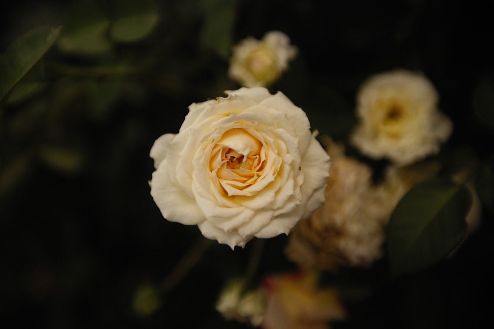 a close up of a white rose on a black background