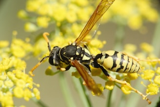 a couple of bees sitting on top of a yellow flower