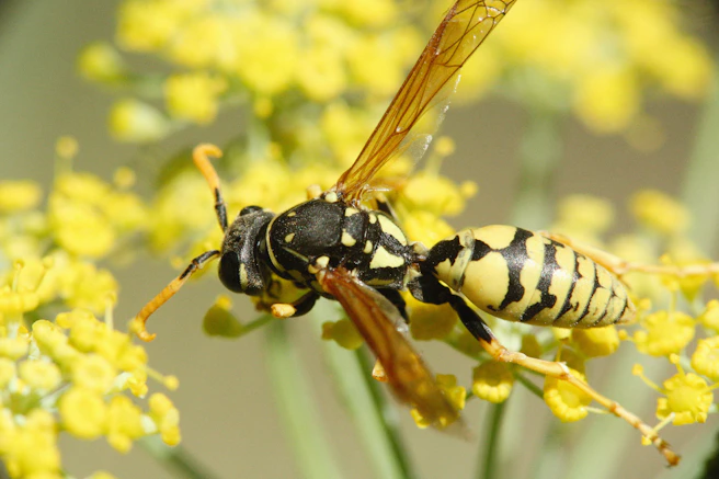 a couple of bees sitting on top of a yellow flower