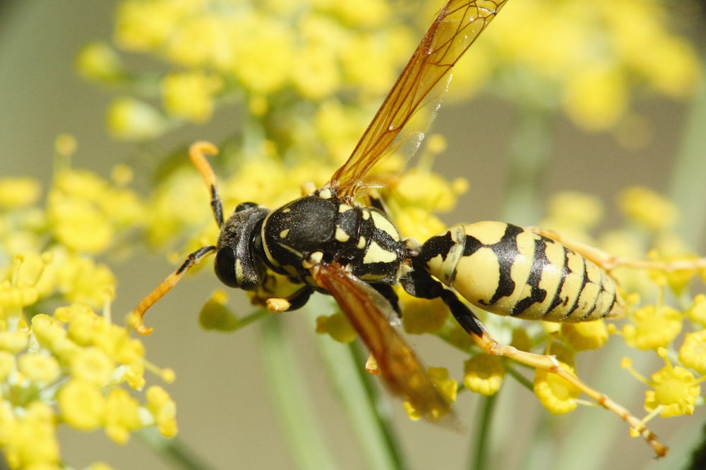 a couple of bees sitting on top of a yellow flower