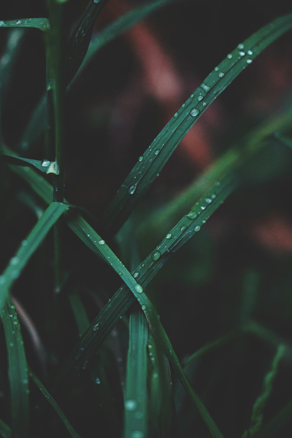 a green plant with water drops on it