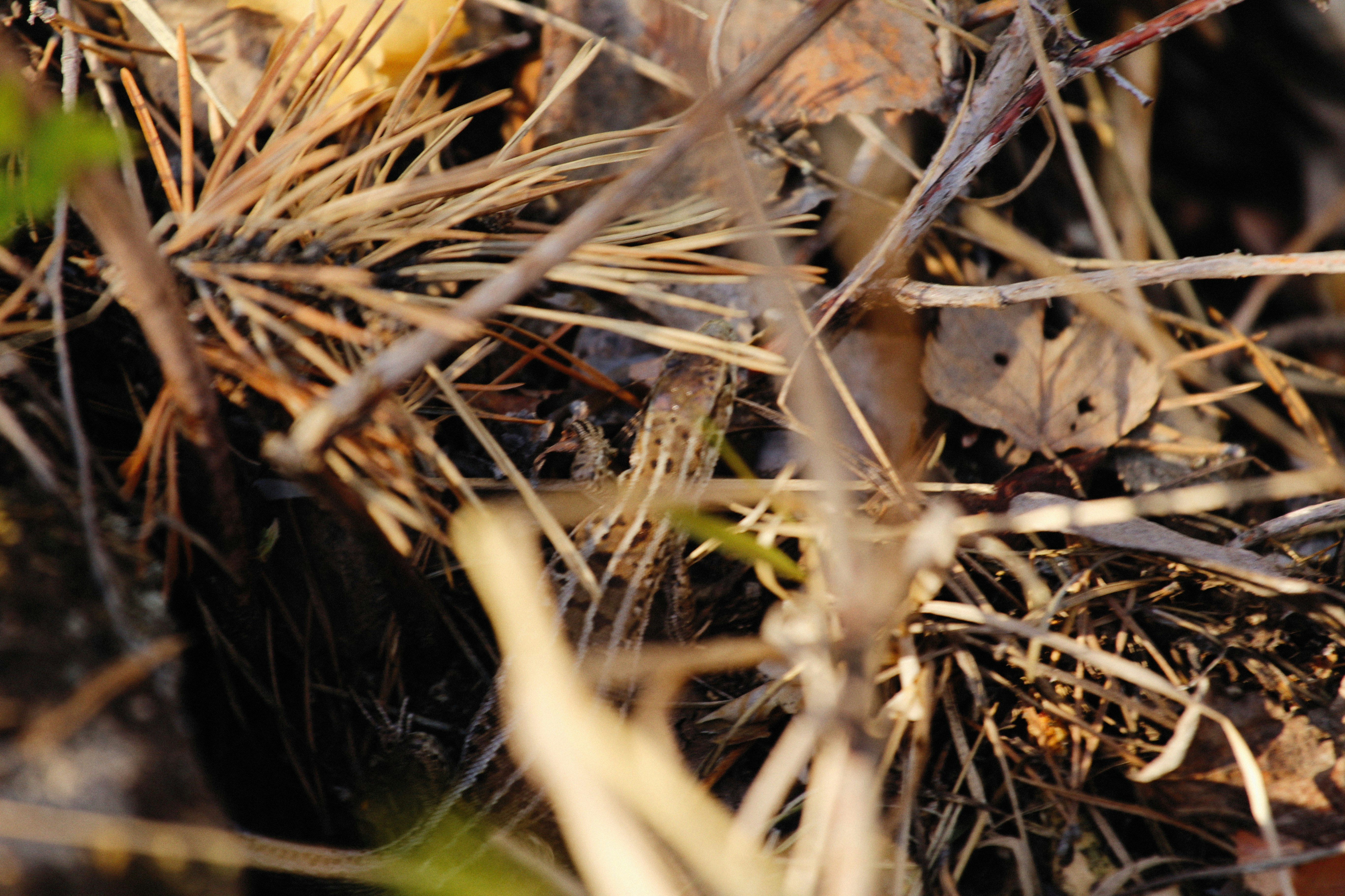 Photo by alexeydemidov