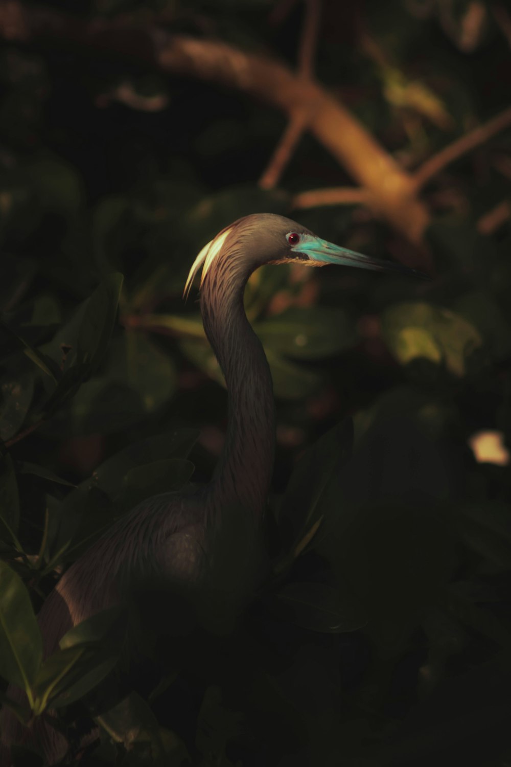 a bird with a long neck standing in a tree