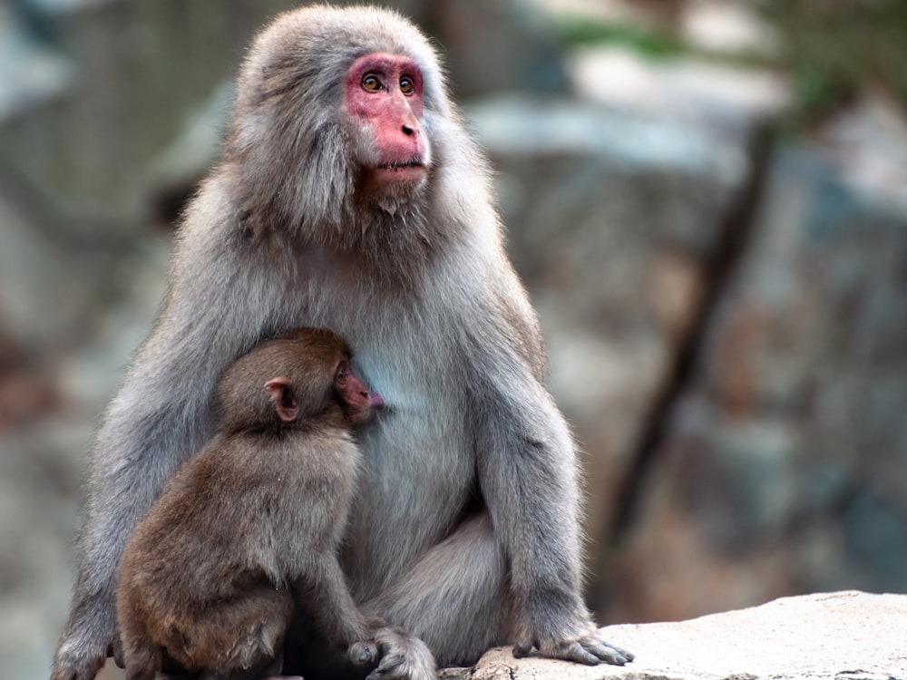 a mother and baby monkey sitting on a rock