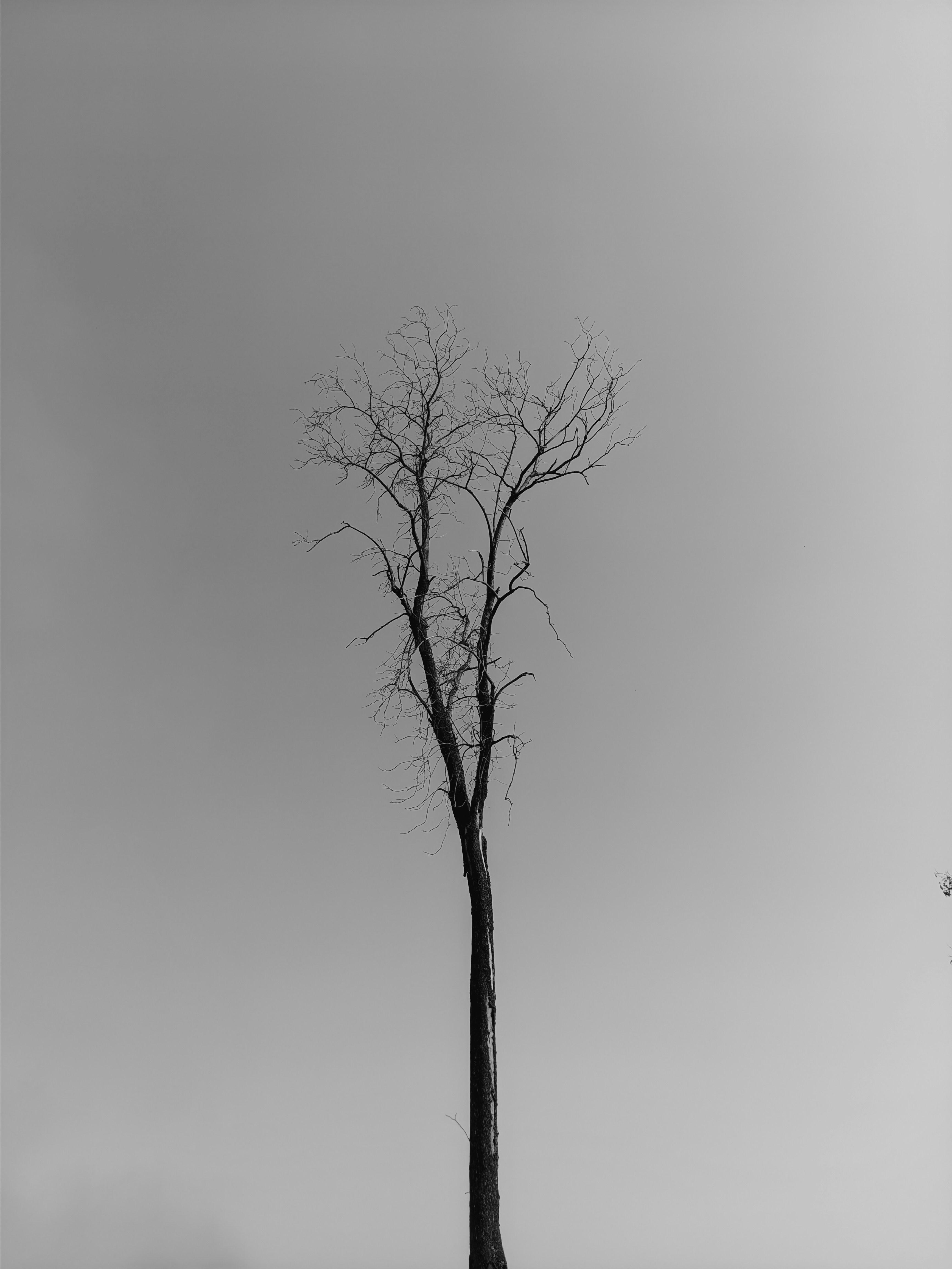 A lone tree stands alone in a field photo Free Tree Image on Unsplash
