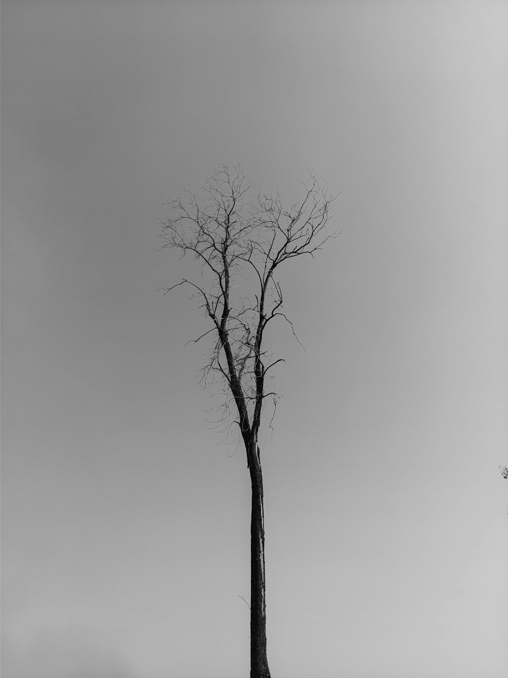 a lone tree stands alone in a field