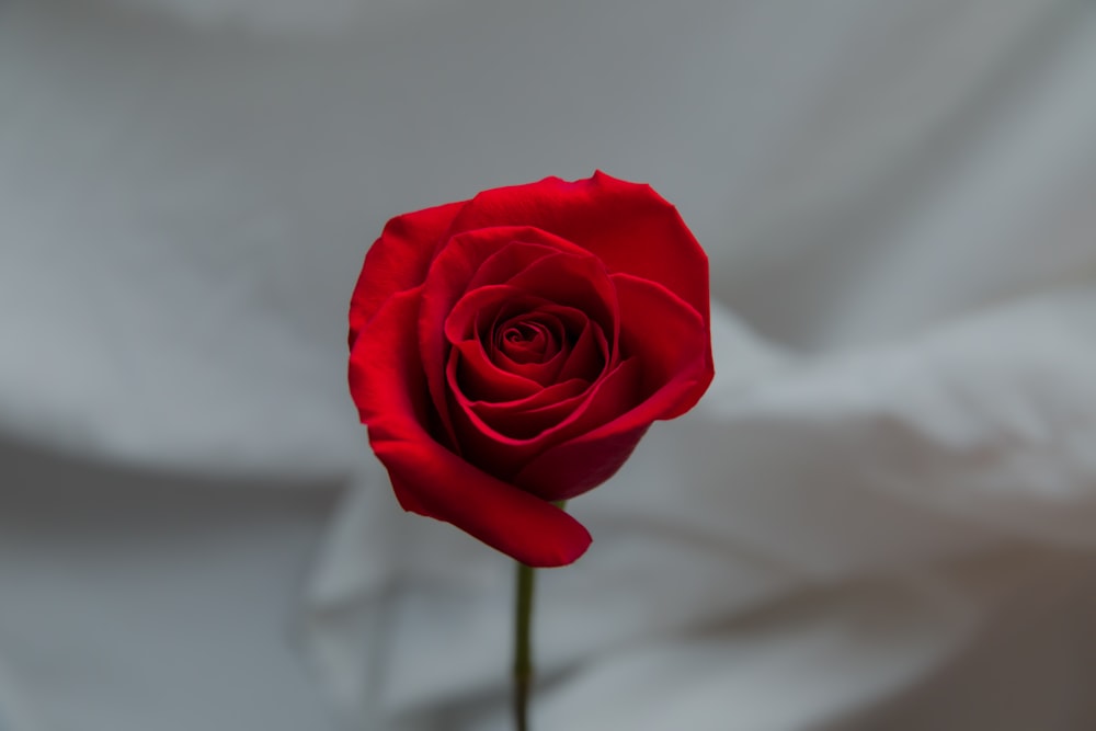 a single red rose sitting in a vase