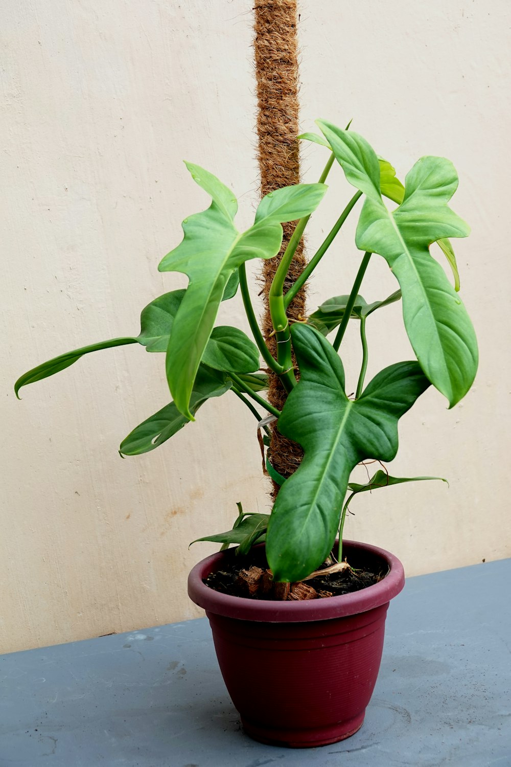 a potted plant with green leaves on a table