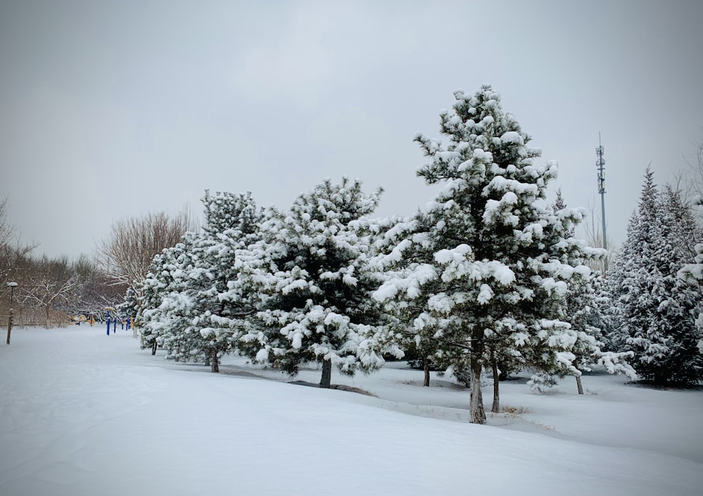 a group of trees covered in snow in a park