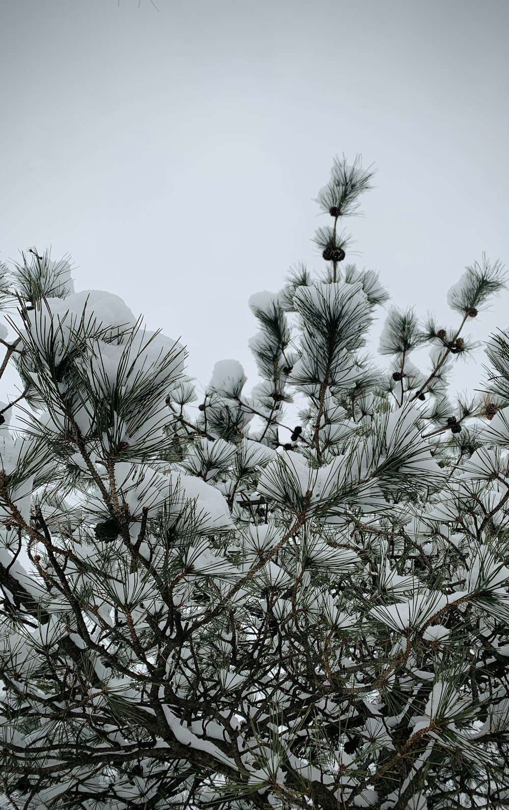 a pine tree with snow on the branches