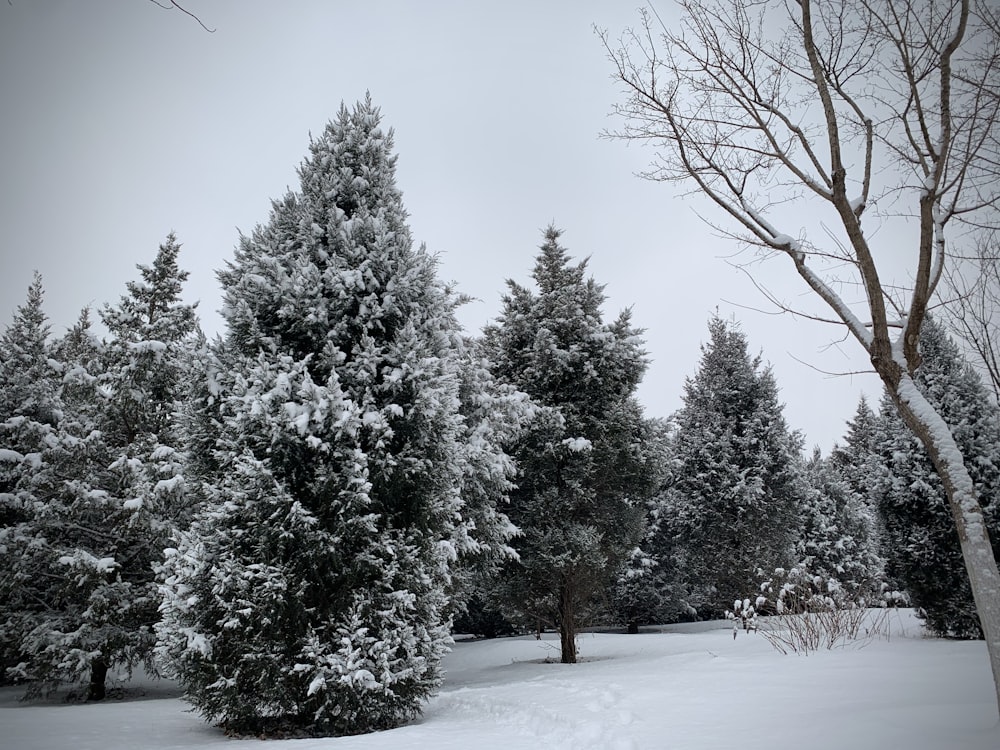 a group of trees covered in snow next to a forest