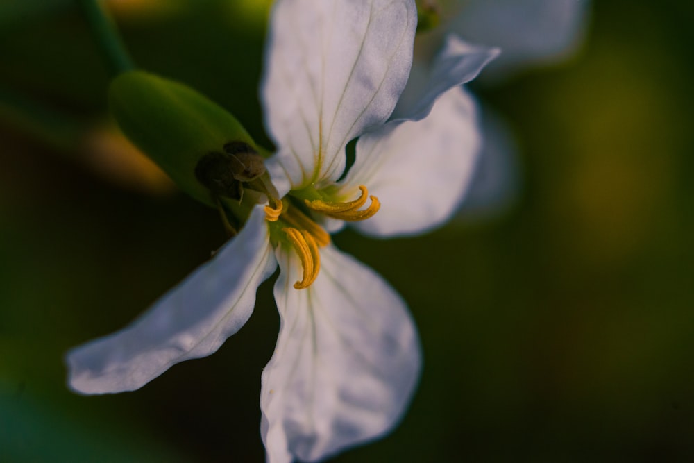 a close up of a white flower with a green background