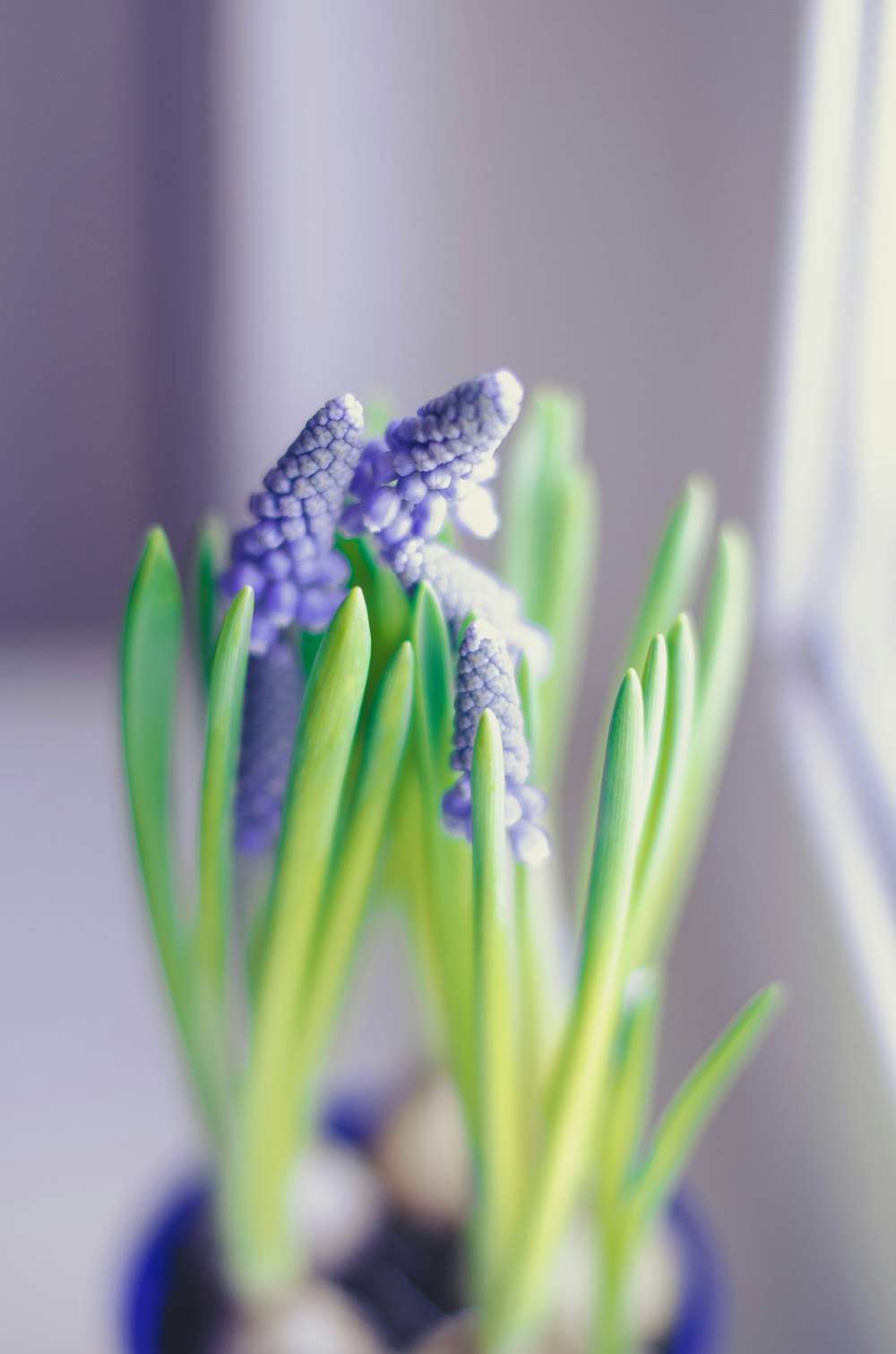 a close up of a flower in a vase