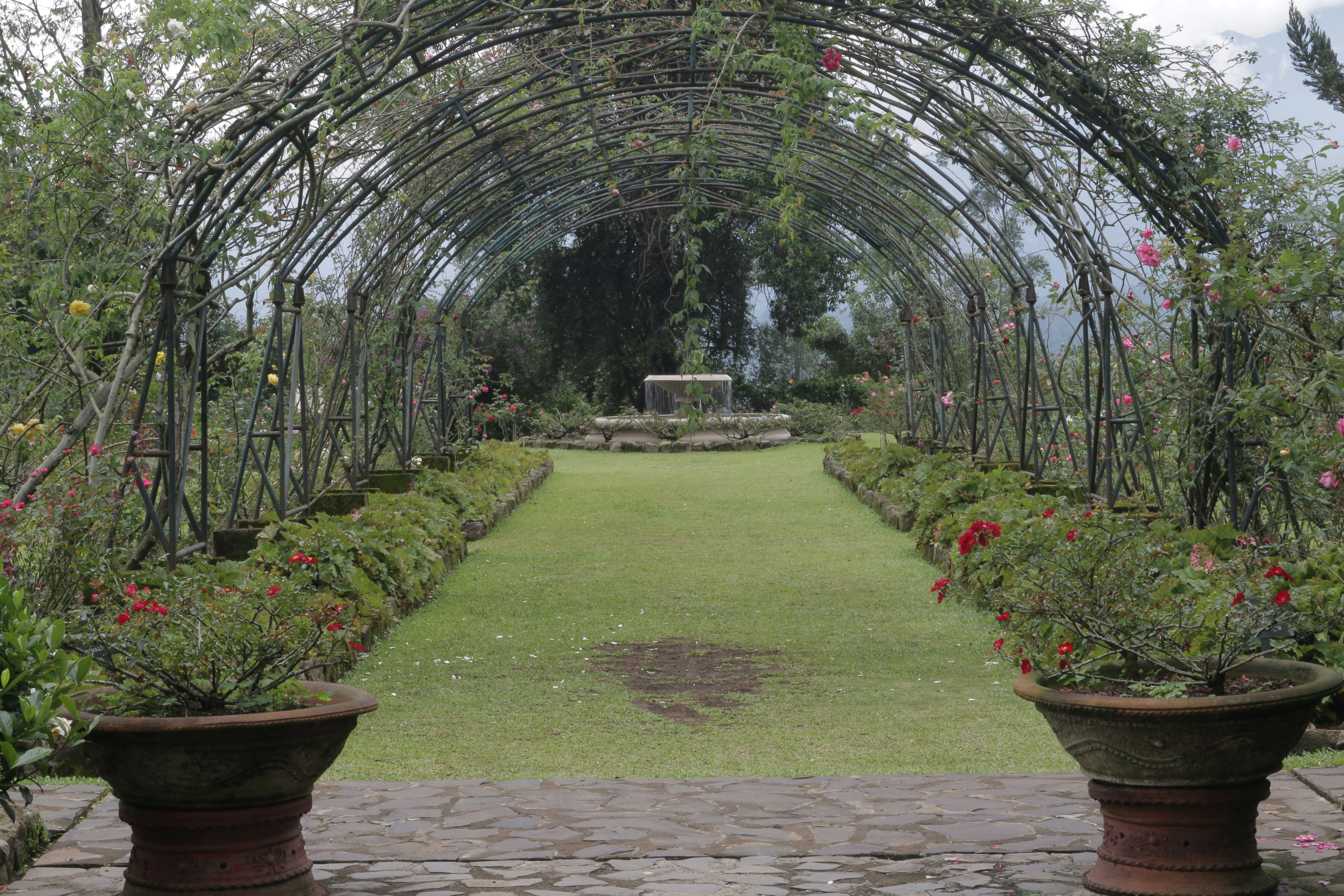 a garden with a walkway and many potted plants