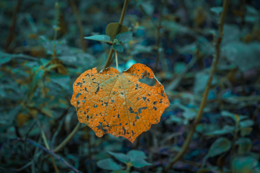 an orange leaf hanging from a tree branch