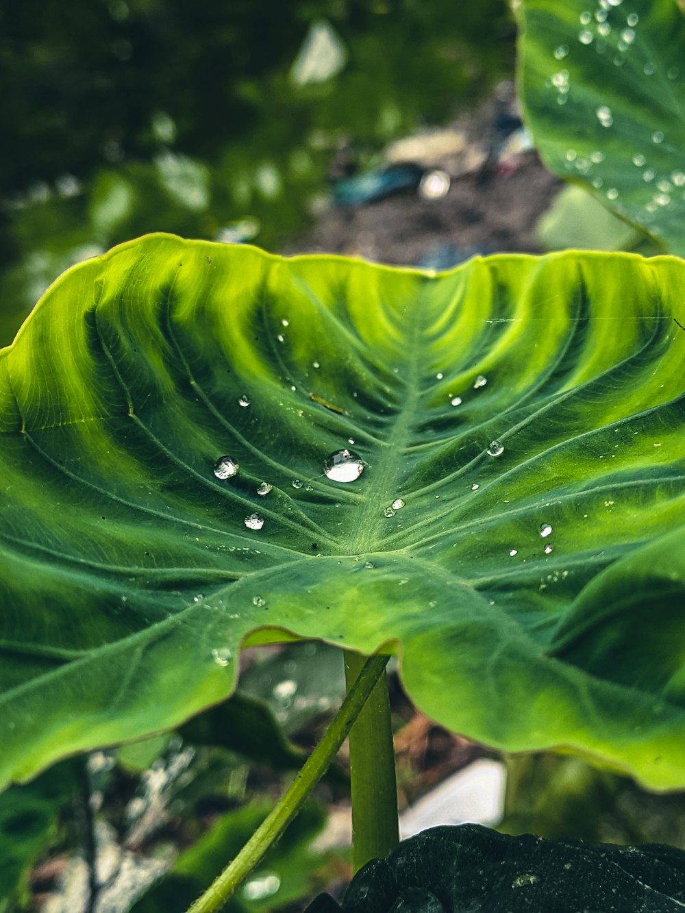 水滴が乗った大きな緑の葉